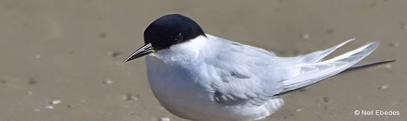 Tern, Damara