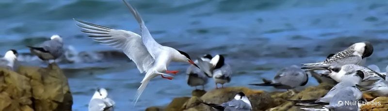Tern, Roseate