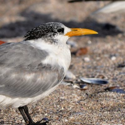 Cape Town, September 2013