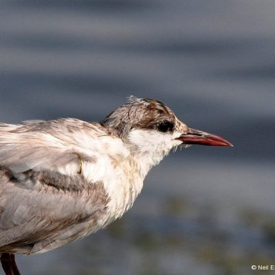 Marievale Bird Sanctuary - March 2011