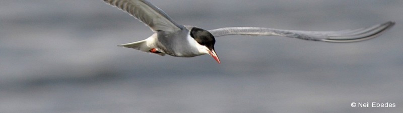 Tern, Whiskered