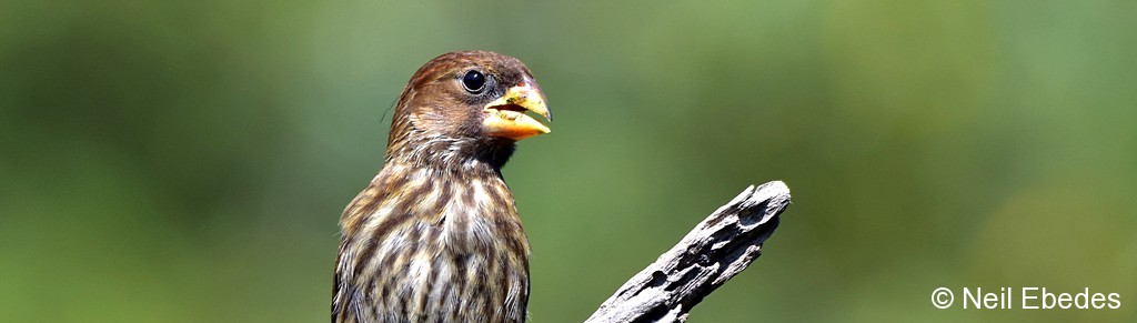 Weaver, Thick-billed