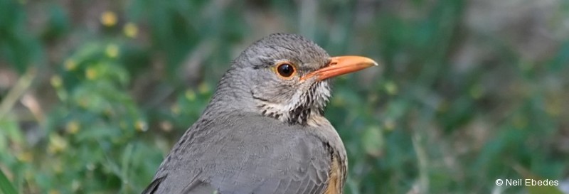 Thrush, Kurrichane