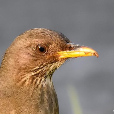 Giants Castle, KwaZulu Natal - Sept 2015