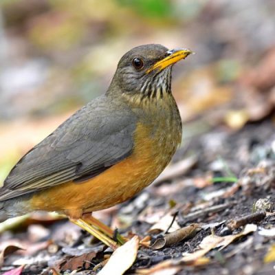 Natures Valley, Western Cape -   Oct 2016