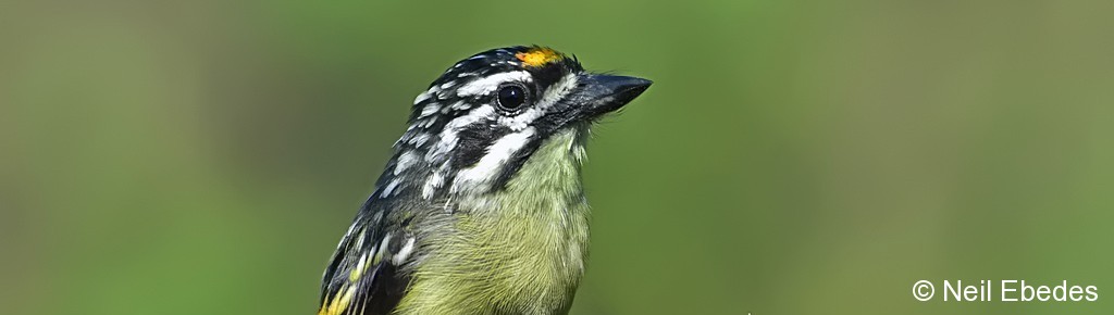 Tinkerbird, Yellow-fronted