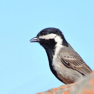 Namaqualand,  August 2013