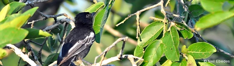 Tit, Southern Black