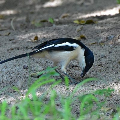 Caprivi House-boat Safari Lodge, Katima Mulilo,  20 April 2016