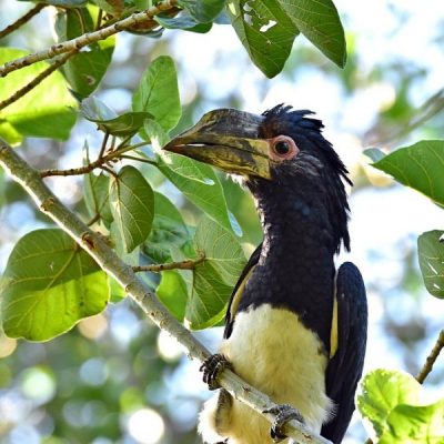 Caprivi House-boat Safari Lodge,  Katimo Mulilo,  Namibia  20 April 2016