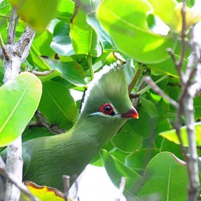 Plettenberg Bay,  January 2015