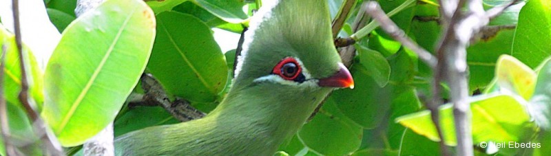 Turaco, Knysna
