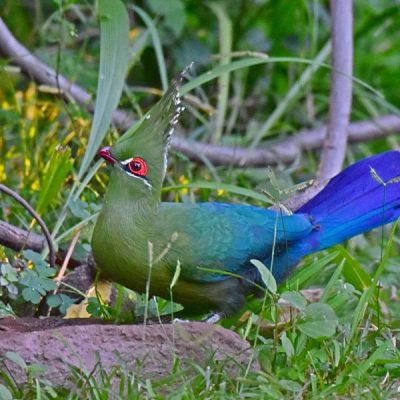 Caprivi House-boat Safari Lodge, 20 April 2016