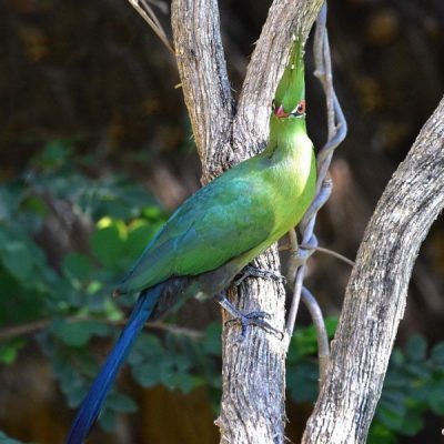 Caprivi House-boat Safari Lodge, 20 April 2016