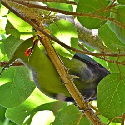 Caprivi House-boat Safari Lodge, 20 April 2016