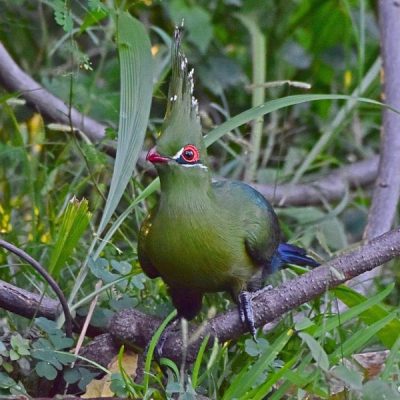 Caprivi House-boat Safari Lodge, 20 April 2016