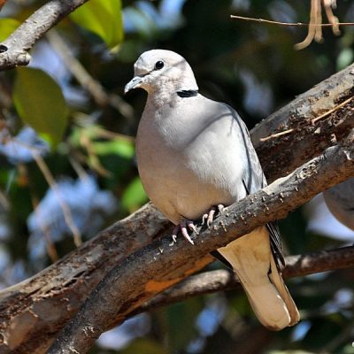 Found throughout South Africa