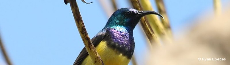 Sunbird, Variable