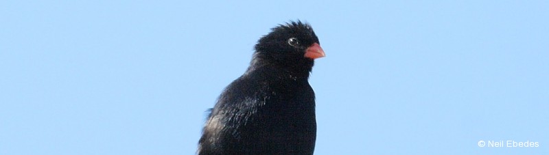 Indigobird, Village