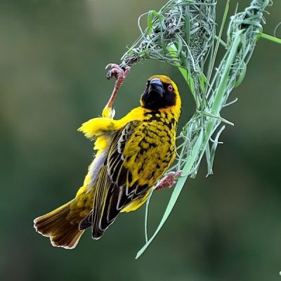 Marloth Park, Crocodile River, Kruger National Park - October 2010