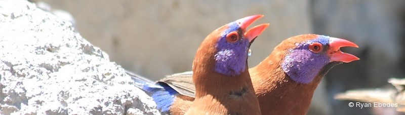 Waxbill, Violet-eared