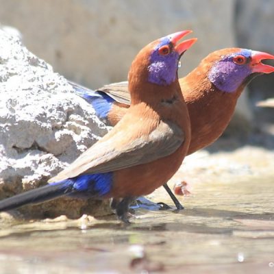 Namibia, December 2007