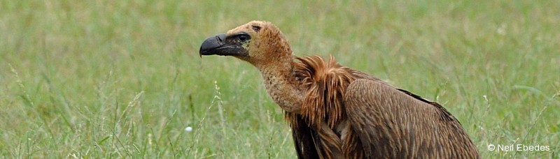 Vulture, White-backed