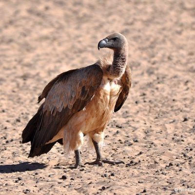 Kgalagadi National Park, December 2010