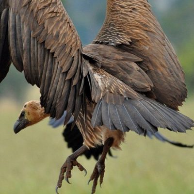 Vulpro hide March 2014