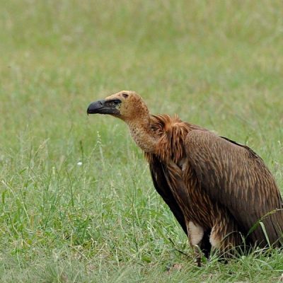 Vulpro hide March 2014