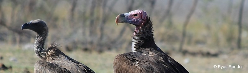 Vulture, Lappet-faced