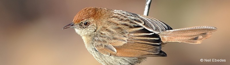 Cisticola, Wailing