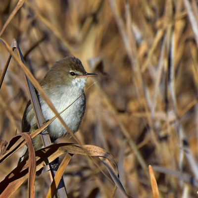 Norscott Nature Reserve,  Sept 2016