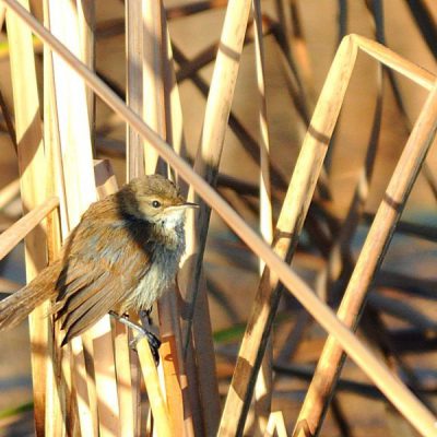 Marievale BS  Feb 2012