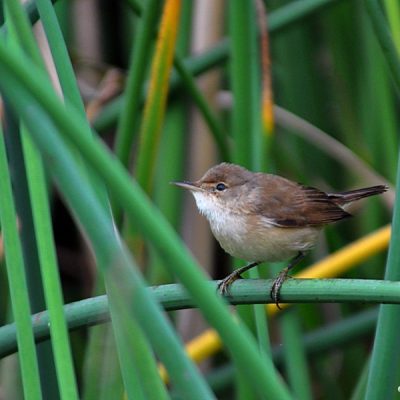 Marievale BS  Feb 2012