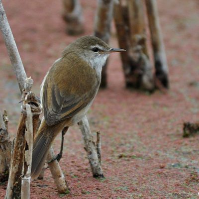 Marievale Bird Sanctuary, Gauteng - March 2015