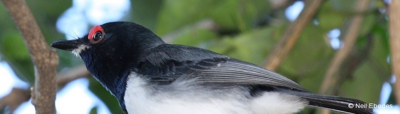 Wattle-eye, Black-throated