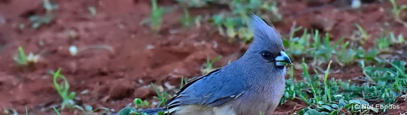 Mousebird, White-backed
