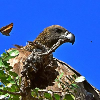 Chobe National Park,  19 April 2016