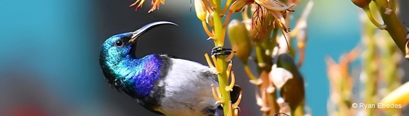 Sunbird, White-bellied