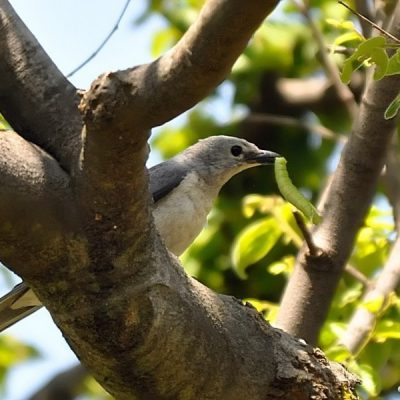 Groenkloof Nature Reserve,  28 October 2013