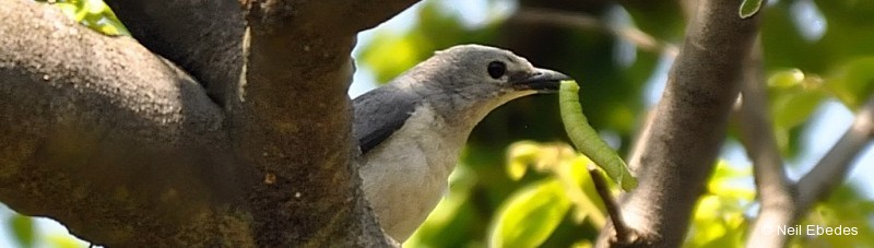 Cuckooshrike, White-breasted