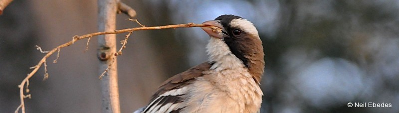 Sparrow-weaver, White-browed