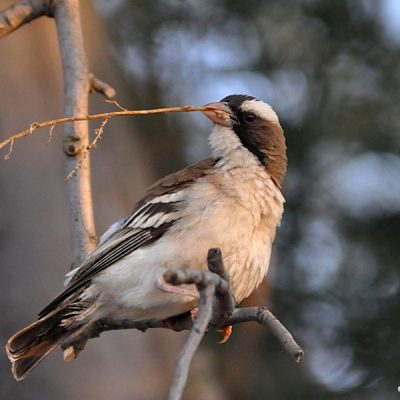 Witsand NW Cape , December 2015