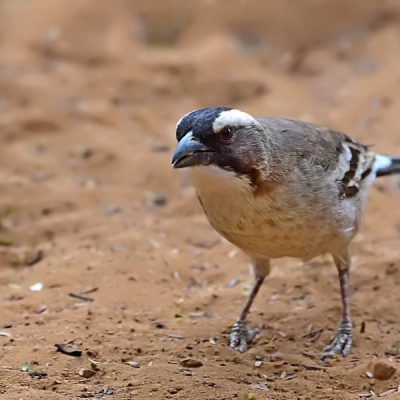 Witsand NW Cape , December 2015