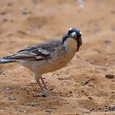 Witsand NW Cape , December 2015