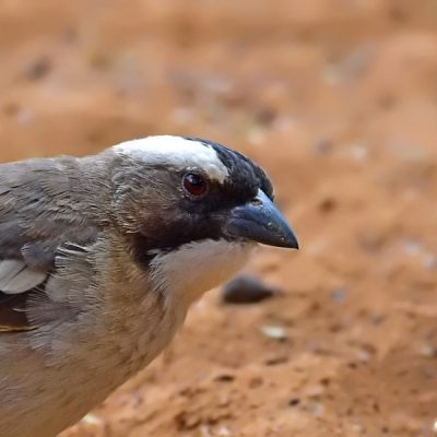 Witsand NW Cape , December 2015