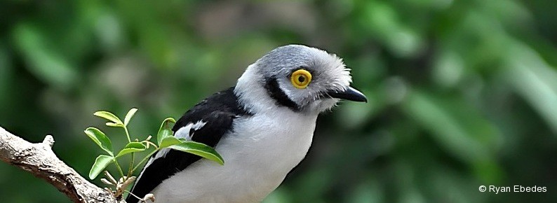 Helmet-shrike, White-crested