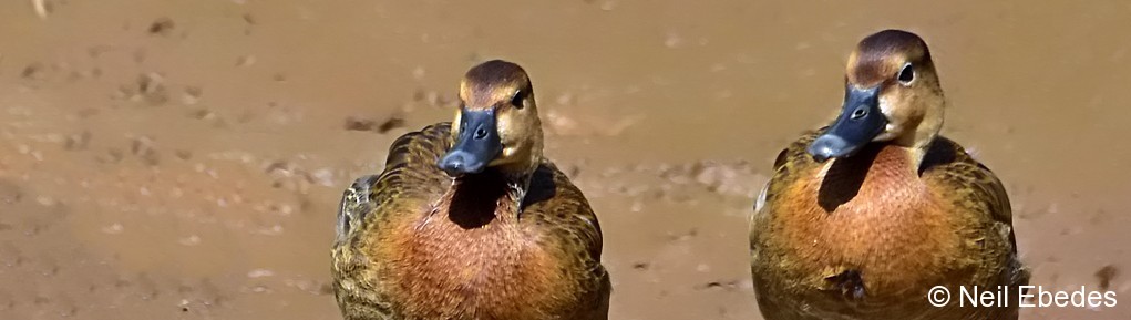Duck,  White-faced