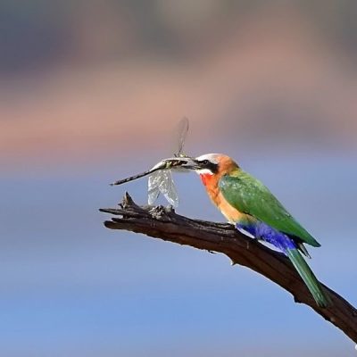 Pilansberg,  Aug 2016